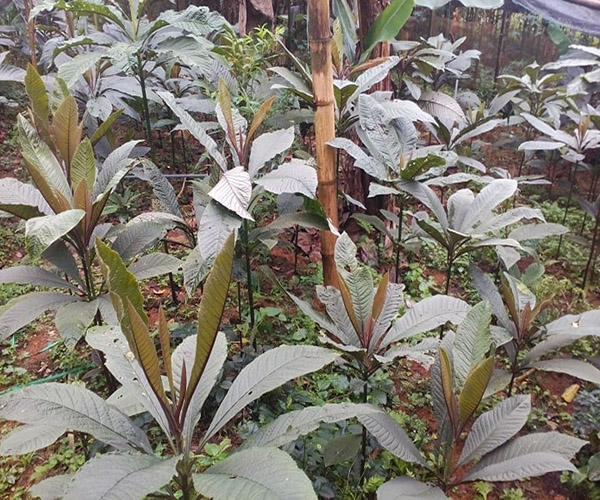 Kĩ thuật trồng cây Khôi nhung