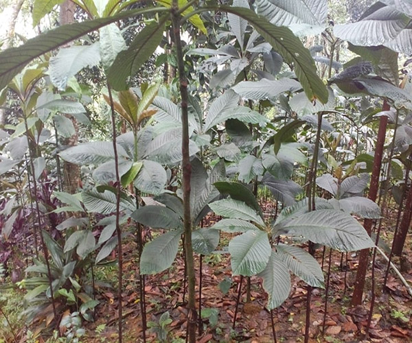 Kĩ thuật giâm cành cây Khôi nhung
