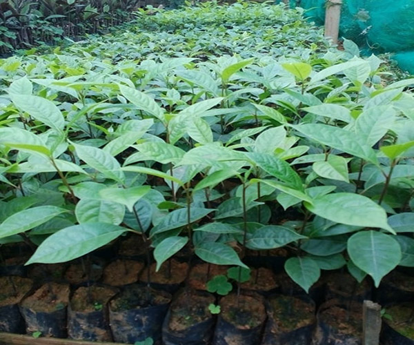 Kĩ thuật trồng và chăm sóc cây Gù hương